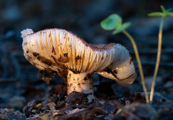 304a. Russula ochroleucoides P4180242