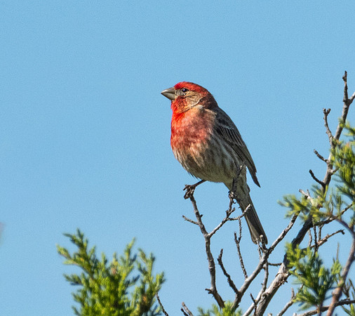309b. House Finch P1090457