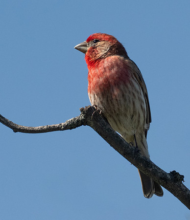 309. House Finch P1090466