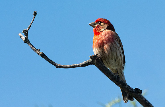 309a. House Finch P1090465