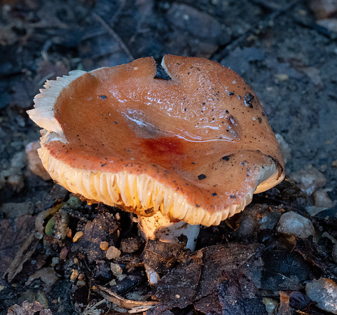 304. Russula ochroleucoides P4180245