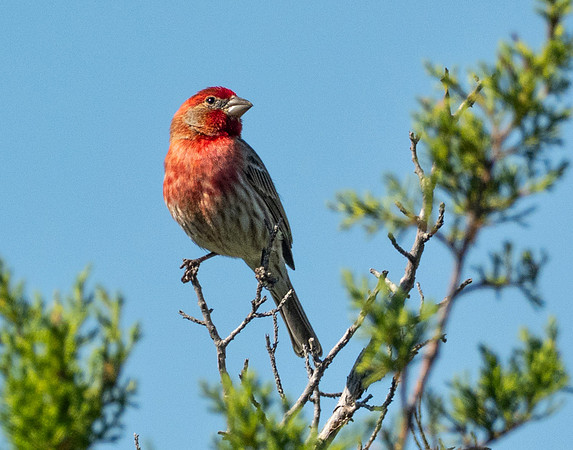 309c. House Finch P1090454