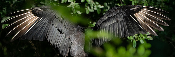311a. Black Vulture P1090489
