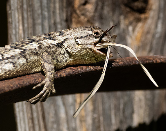 310. Texas Spiny Lizard P1090500