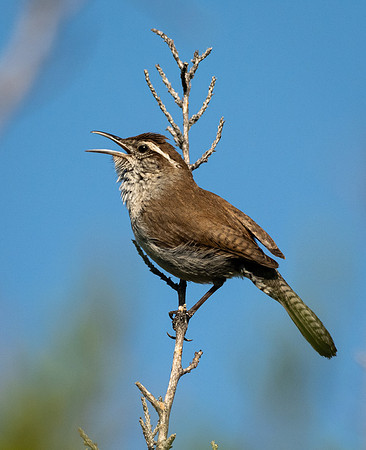 312. Bewick's Wren P1090395