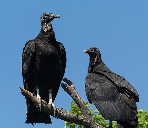 311. Black Vulture P1090496
