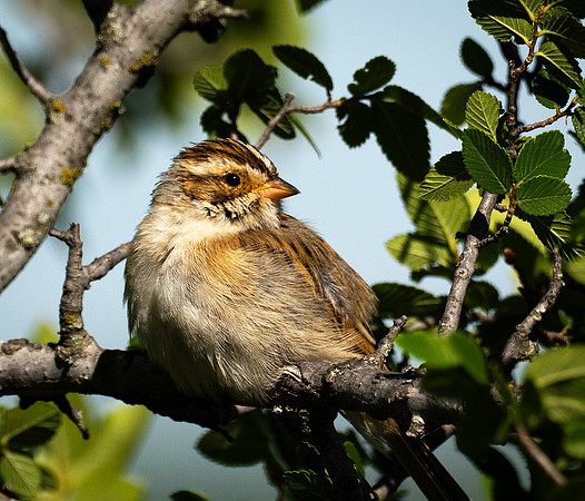 313. Clay-colored Sparrow P1090444