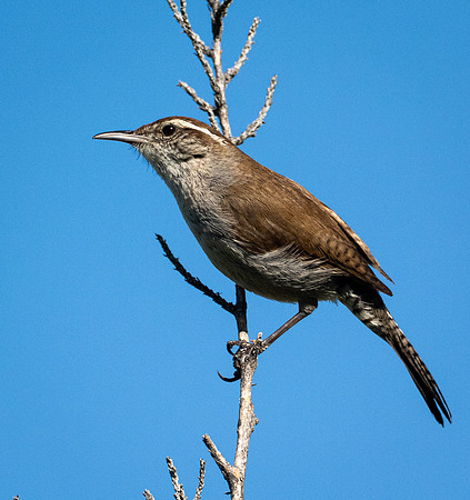 312a. Bewick's Wren P1090406