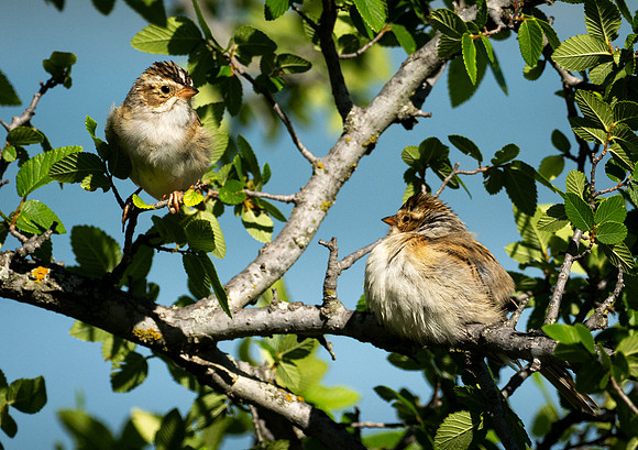 313a. Clay-colored Sparrow P1090433
