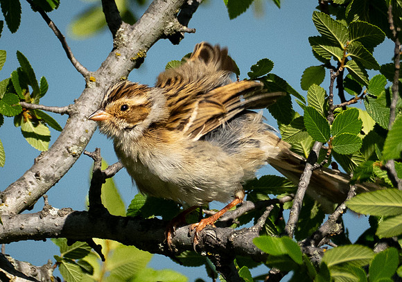 313b. Clay-colored Sparrow P1090428