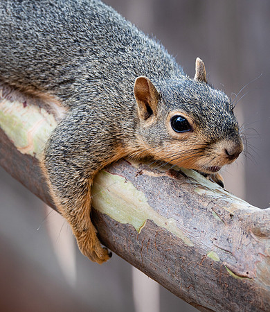 Fox Squirrel