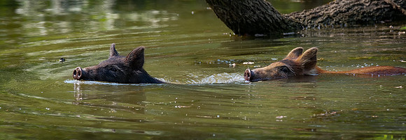 314b. Eurasian Wild Pig PMK90850