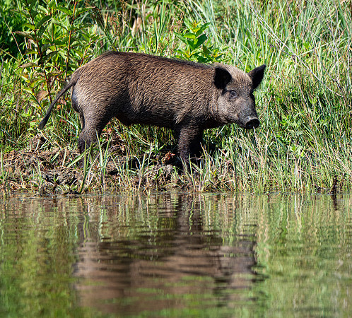 314. Eurasian Wild Pig PMK96493