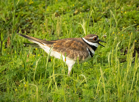 315. Killdeer P1090510