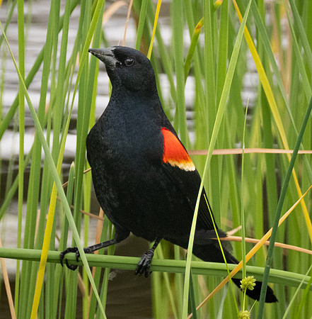 316. Red-winged Blackbird P1090709