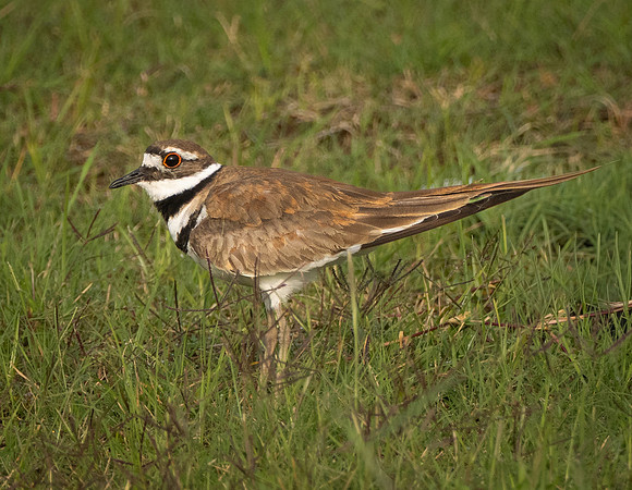 315a. Killdeer P1090508