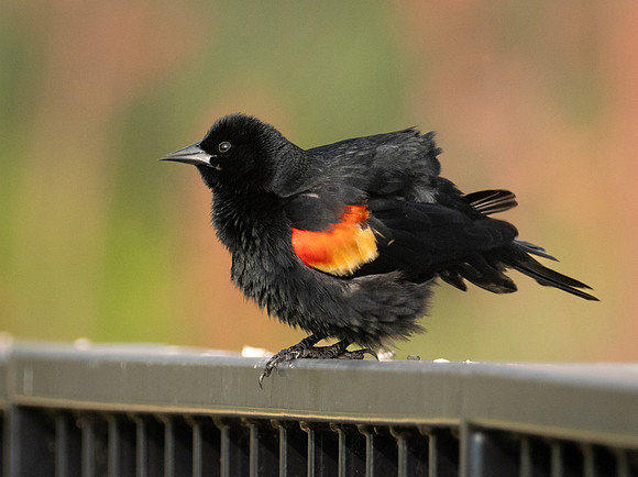 316b. Red-winged Black Bird P1090530