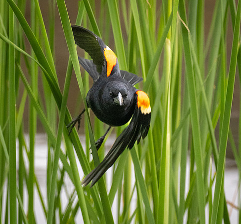 316a. Red-winged Blackbird P1090628
