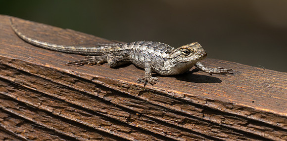 321. Texas Spiny Lizard P1101300