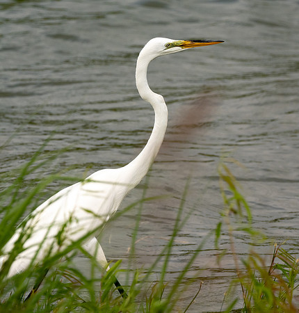 320. Great Egret P1090557