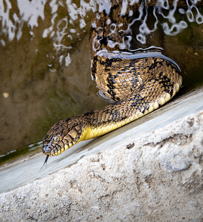 319. Diamondback Watersnake P4250296