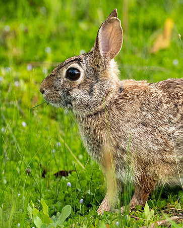 318a. Eastern Cottontail P1090536