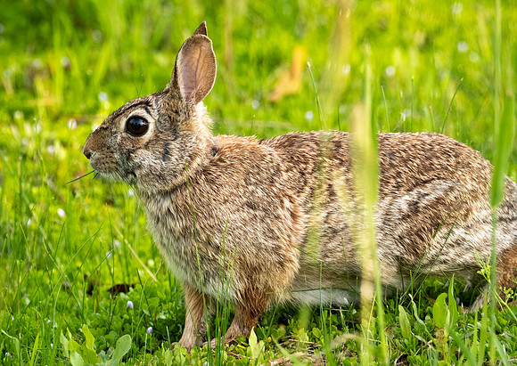 318. Eastern Cottontail P1090541