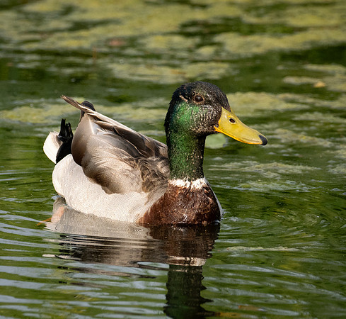 317. Mallard P1090522