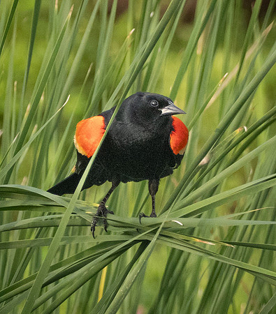 316c. Red-winged Blackbird P1090512