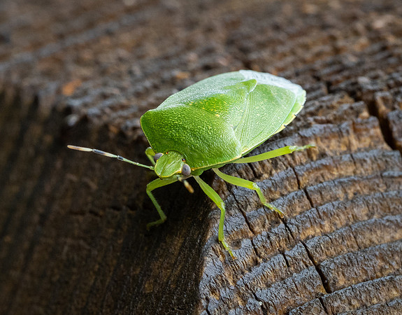 322. Green Stink Bug P4250346