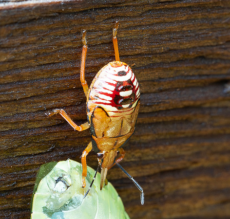 323. Spined Soldier Bug P4250358