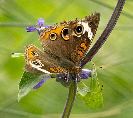 325a. Common Buckeye P1101251