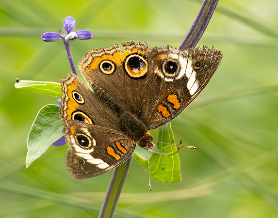 325. Common Buckeye P1101256