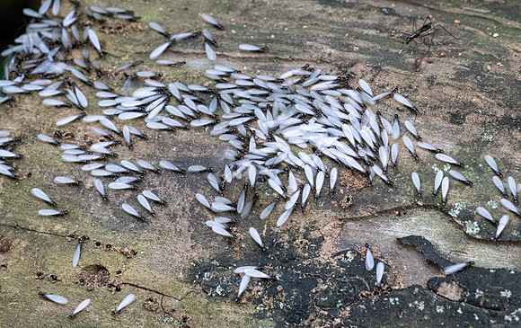 330a. Eastern Subterranean Termite P1101269
