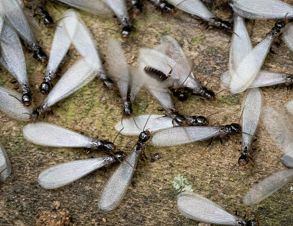 330. Eastern Subterranean Termite P4250322