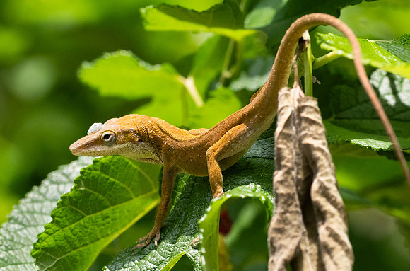 329. Green Anole P1101306