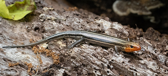 328a. Common Five-lined Skink P1101282