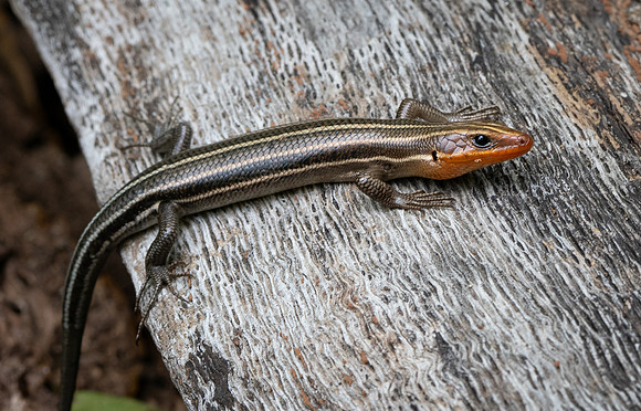 328. Common Five-lined Skink P4250342
