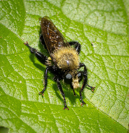 327. Black-tailed Laphria P1101263