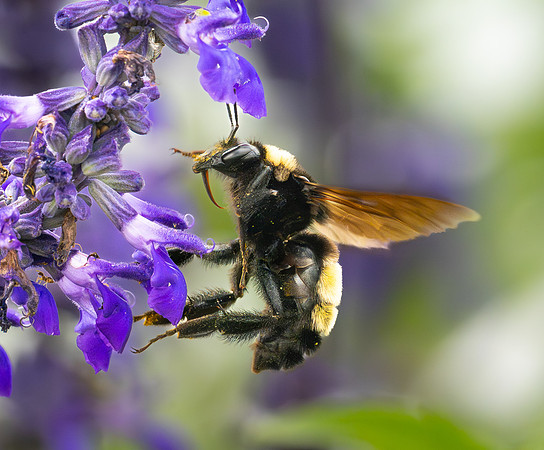 326. American Bumble Bee P1101244