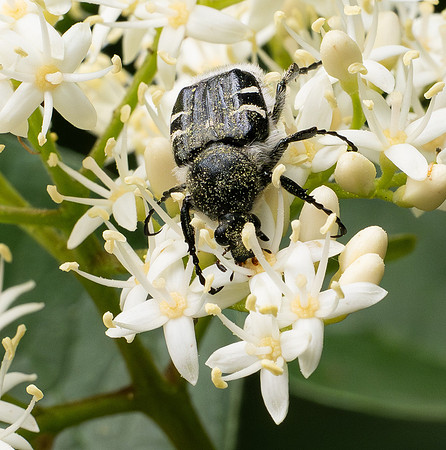 331. Texas Flower Scarab P1101325