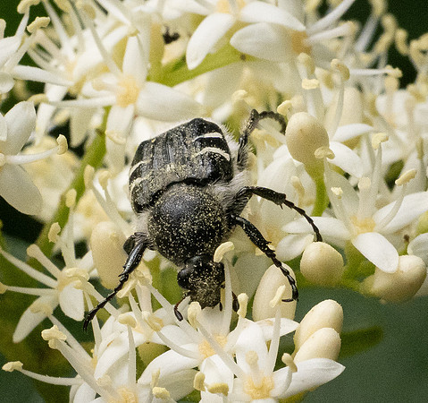 331b. Texas Flower Scarab P1101320