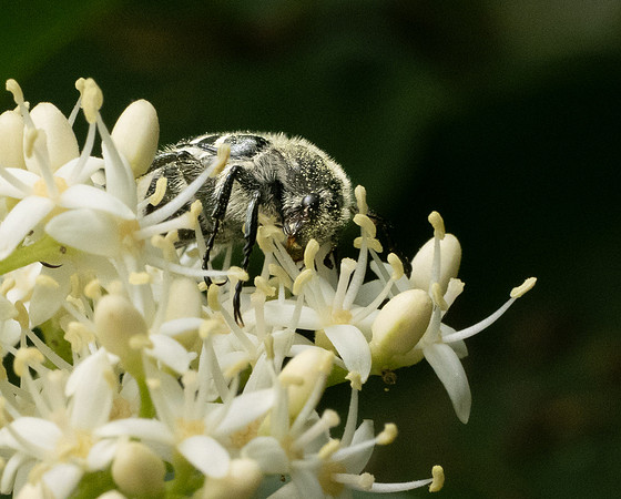 331c. Texas Flower Scarab P1101312