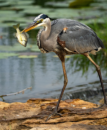 332. Great Blue Heron P1101129
