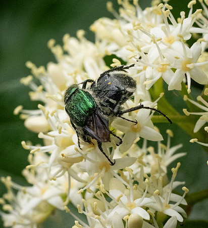 333. Emerald Flower Scarab P1101311