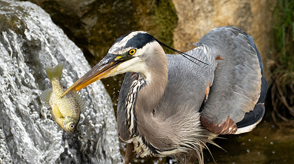 332c. Great Blue Heron P1101105