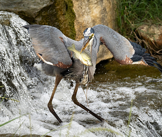 332d. Great Blue Heron P1101097