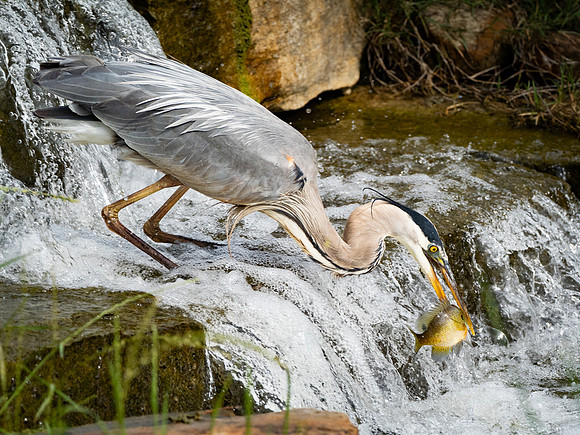 332a. Great Blue Heron P1090977