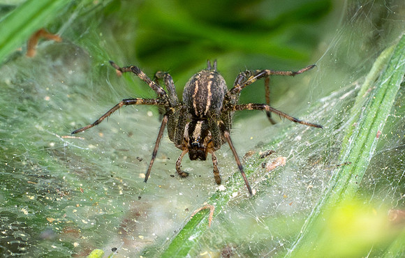 336. Grass Spiders P1101372