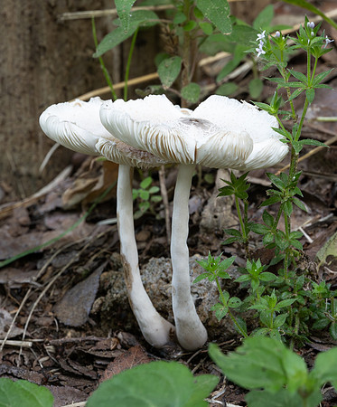 335. Field Mushrooms and Allies P4270395